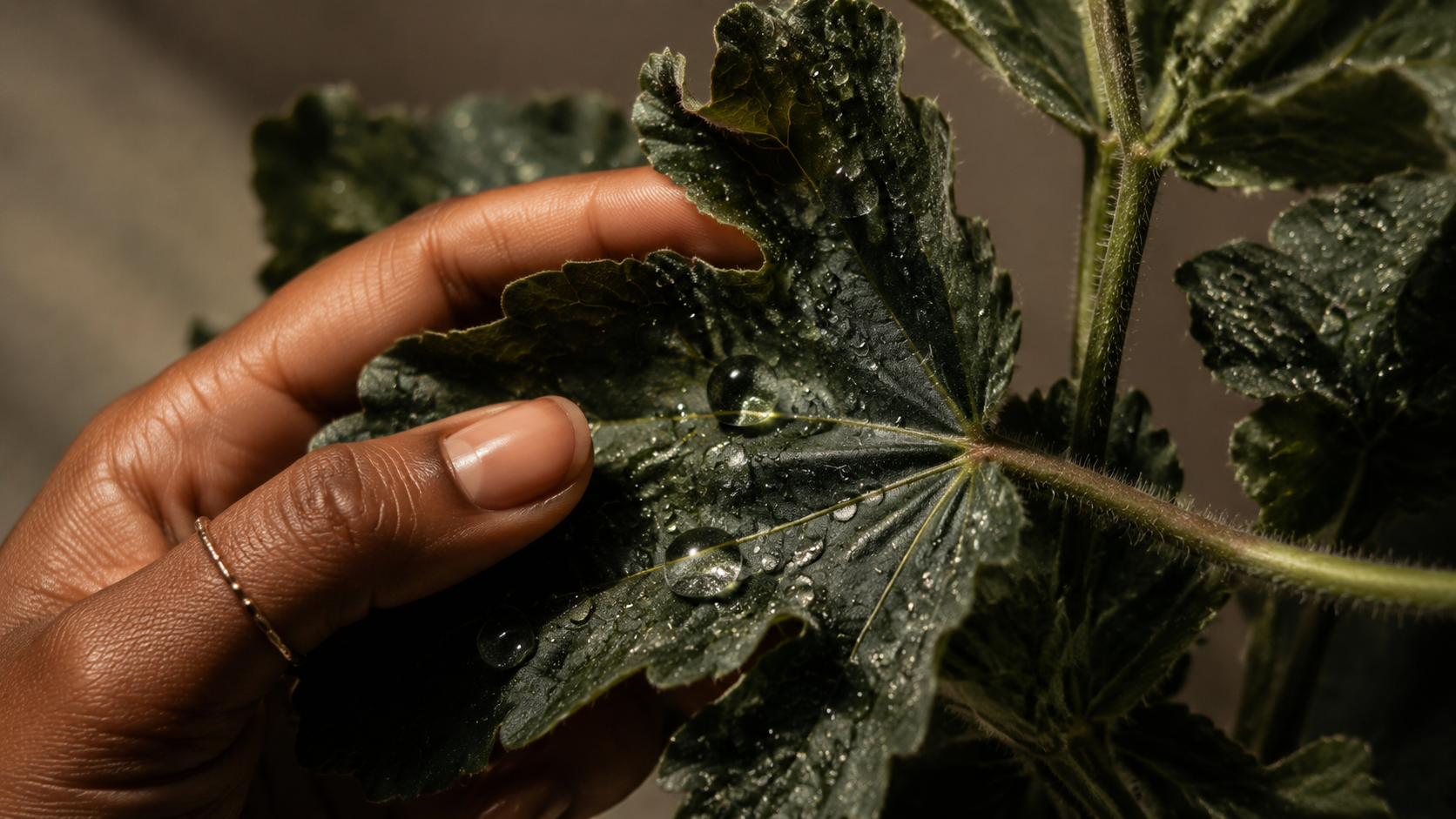 A hand resting on a dew-covered leaf